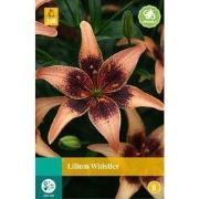 Lilium whistler bloembol