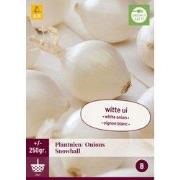Plantuien snowball 250 gram bol/knol