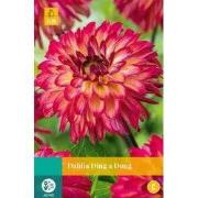 Dahlia ding a dong bol/knol 1 stuks