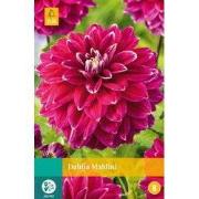 Dahlia maldini bol/knol 1 stuks