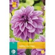 Dahlia lilac time bol/knol 1 stuks