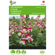 Zaden antirrhinum leeuwenbekje cherry twist 0.05 gram