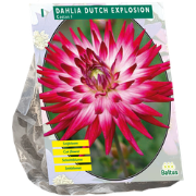 Dahlia Dutch Explosion 1 Stuks