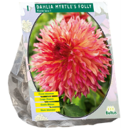 Dahlia Myrtle's Folly 1 Stuks