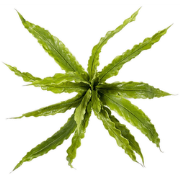 Fern asplenium bush x15 30 cm kunstbloem zijde nepbloem