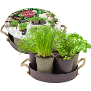 Bloembollen Herb Garden - 7 (Taupe)