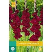 Gladiolus black surprise, 7 bloembollen