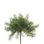 Asparagus Bush Lt Green