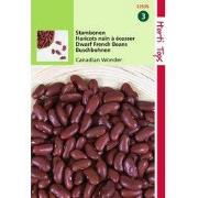 5 stuks - HT Stambonen Canadian Wonder (Kidney) 15g