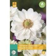 Anemone Coronaria Mount Everest