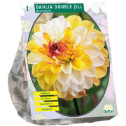 Dahlia Double Jill 1 stuks
