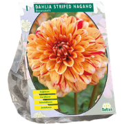 Dahlia Striped Nagano 1 stuks