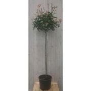 Photinia fraseri Red Robin rood stamhoogte 70 cm en hoogte 150 cm