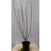 2 stuks! Cornus zwart 60 cm