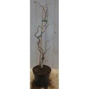 Kronkelhazelaar Corylus 50 cm