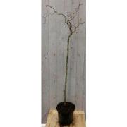 Kronkelhazelaar Corylus op 80 cm stam