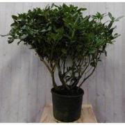 Rododendron 120 cm roze