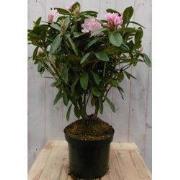 Rododendron 80 cm paars