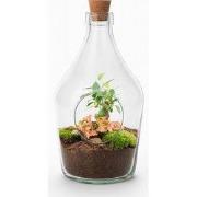URBANJNGL - John - Open terrarium met kurk - Flessentuin DIY-kit - Ø 1...
