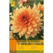 2 stuks - 1 Dahlia Glorie Van Noordwijk