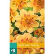 2 stuks - Dahlia Kelsey Annie Joy 1 bol