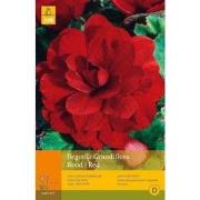 2 stuks - 3 Begonias Grandiflora Rood