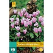 2 stuks - Cyclamen Hederifolium 1 bol