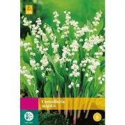 2 stuks - Convallaria Majalis 7 bollen