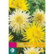 2 stuks - Dahlia Lumiere Du Soleil 2 bollen