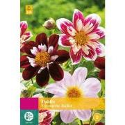 2 stuks - Dahlia Favourite Ballet 2 bollen