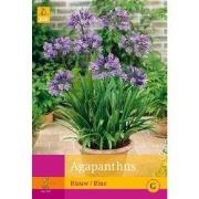 2 stuks - 3 Agapanthus Blauw