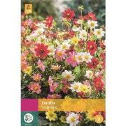Dahlia Topmix