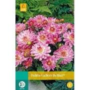 Dahlia gallery bellini bol/knol 1 stuks