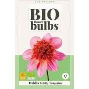 Bio dahlia totally tangerine bol/knol 1 stuks