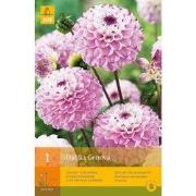 2 stuks - 1 Dahlia Genova