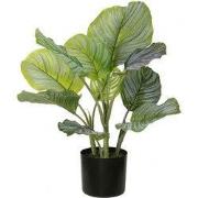Calathea orbifolia 50 cm kunstplant