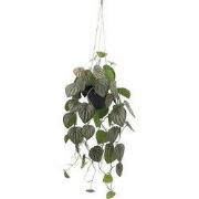 Peperomia melon hang 90 cm kunstplant