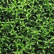 Kunstplanten mat 50x50 cm rozemarijn donker groen