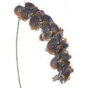 Phalaenopsis spray bensa oranje/bruin 111 cm kunstbloem