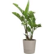 Foss rond 25 cm paddenstoel beige