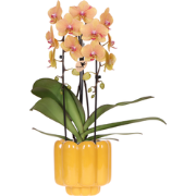 Kolibri Orchids | Sunny Bunny orchidee geel/roze + Retro oker sierpot ...