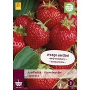 2 stuks - Fragaria Honeoye 3 bollen