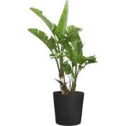 Foss rond 30 cm living black